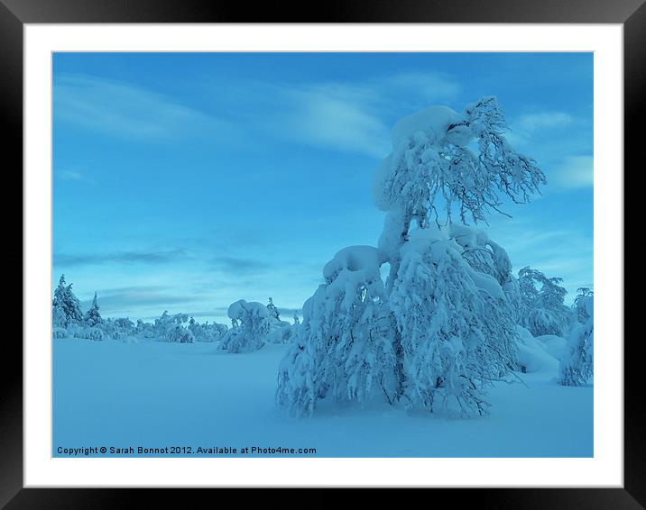 Snowy trees in Lapland Framed Mounted Print by Sarah Bonnot