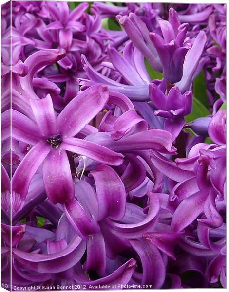 Purple Red Hyacinths Canvas Print by Sarah Bonnot