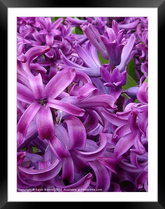 Purple Red Hyacinths Framed Mounted Print by Sarah Bonnot