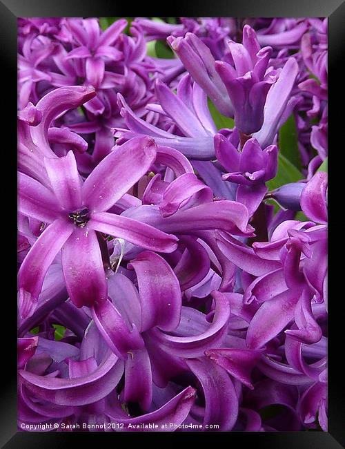 Purple Red Hyacinths Framed Print by Sarah Bonnot