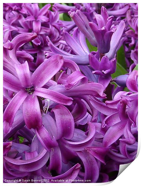 Purple Red Hyacinths Print by Sarah Bonnot