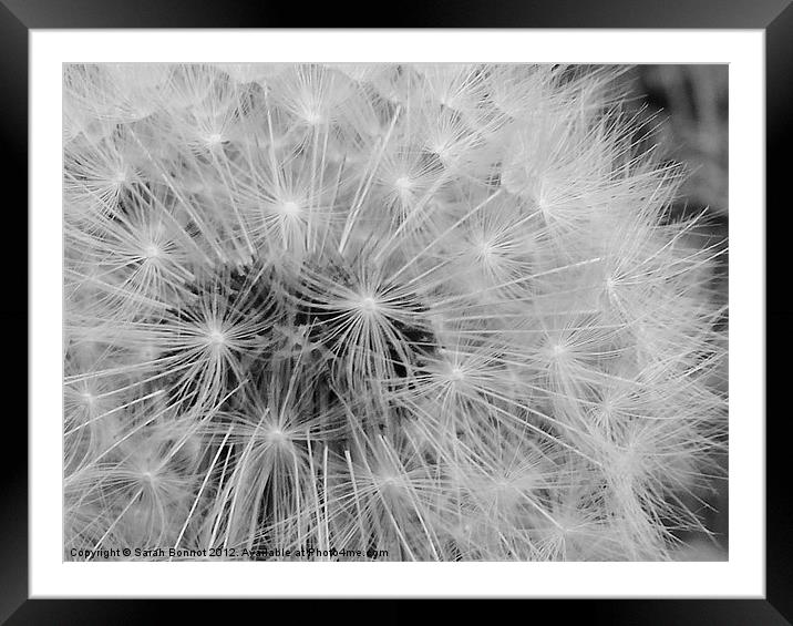 Dandelion head seeds Framed Mounted Print by Sarah Bonnot