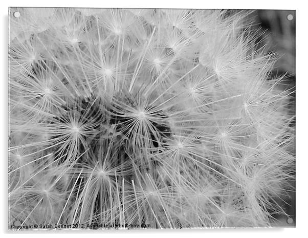 Dandelion head seeds Acrylic by Sarah Bonnot