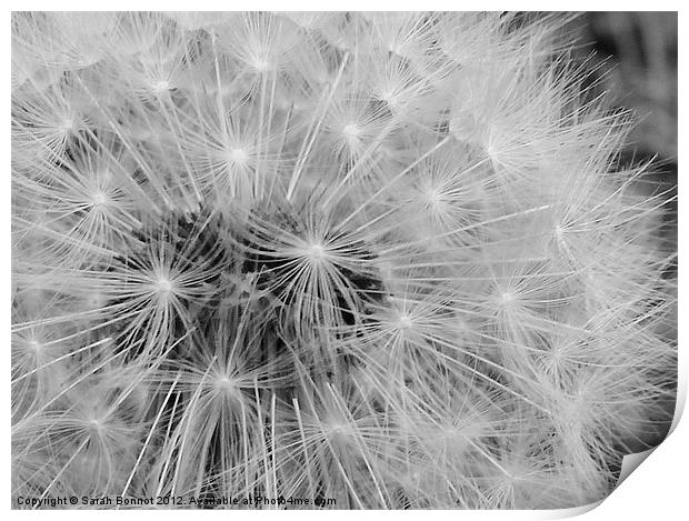 Dandelion head seeds Print by Sarah Bonnot