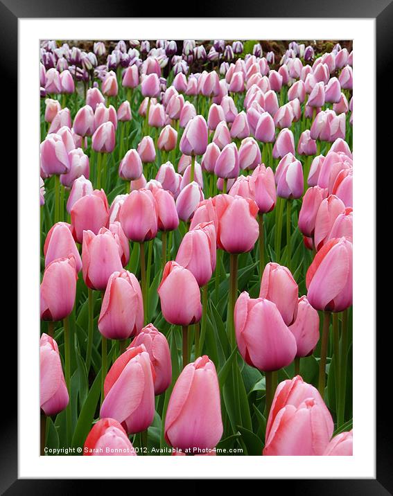Pink Tulip Field Framed Mounted Print by Sarah Bonnot