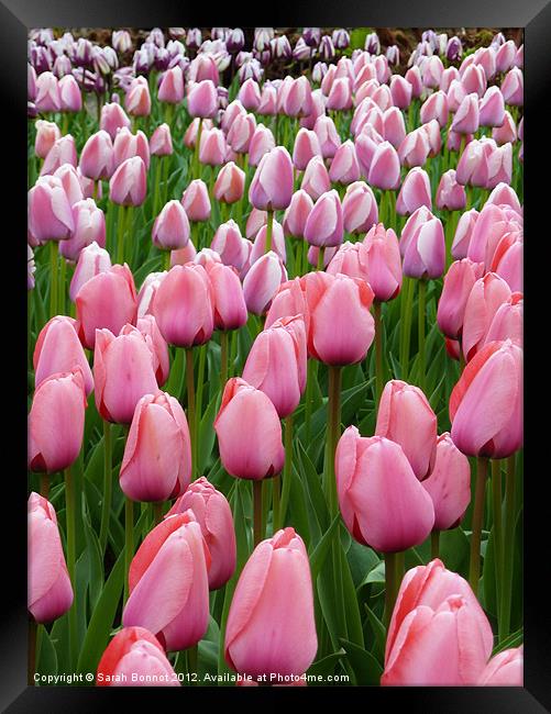 Pink Tulip Field Framed Print by Sarah Bonnot