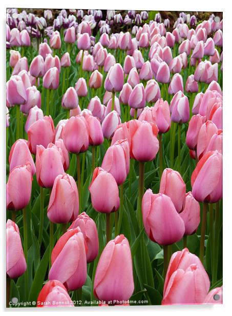 Pink Tulip Field Acrylic by Sarah Bonnot