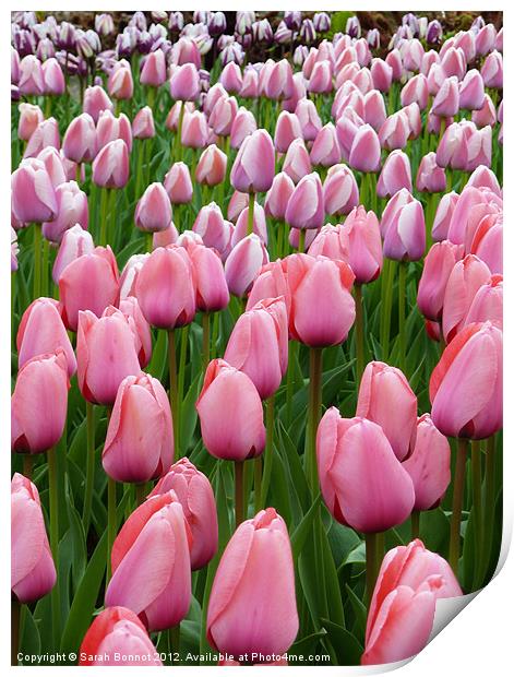 Pink Tulip Field Print by Sarah Bonnot