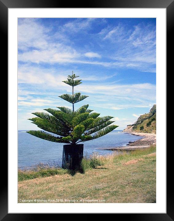 Norfolk Island Pine by sea Framed Mounted Print by Mandy Rice
