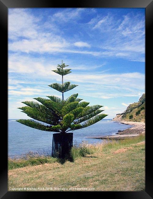 Norfolk Island Pine by sea Framed Print by Mandy Rice