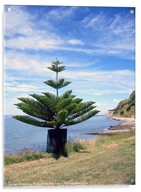 Norfolk Island Pine by sea Acrylic by Mandy Rice