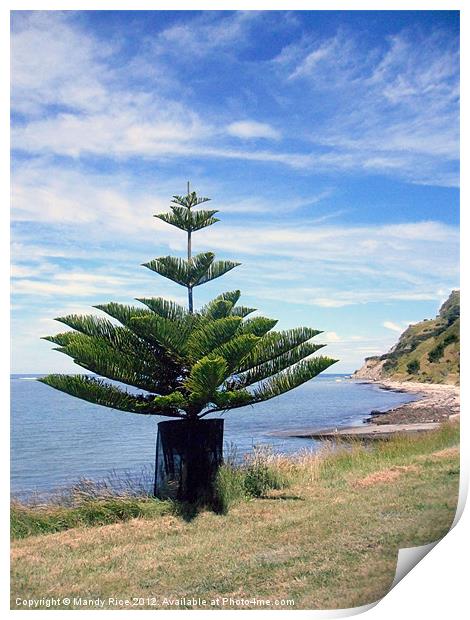 Norfolk Island Pine by sea Print by Mandy Rice