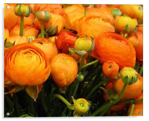 Orange ranunculus Acrylic by Sarah Bonnot