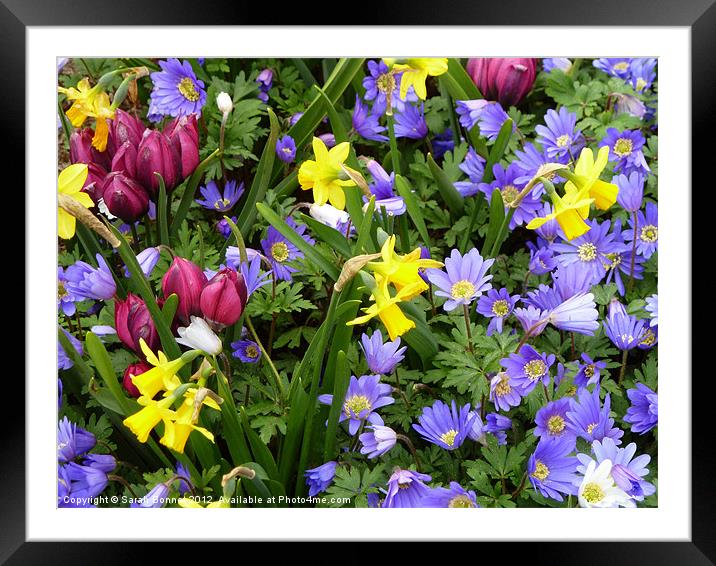 spring flowers Framed Mounted Print by Sarah Bonnot