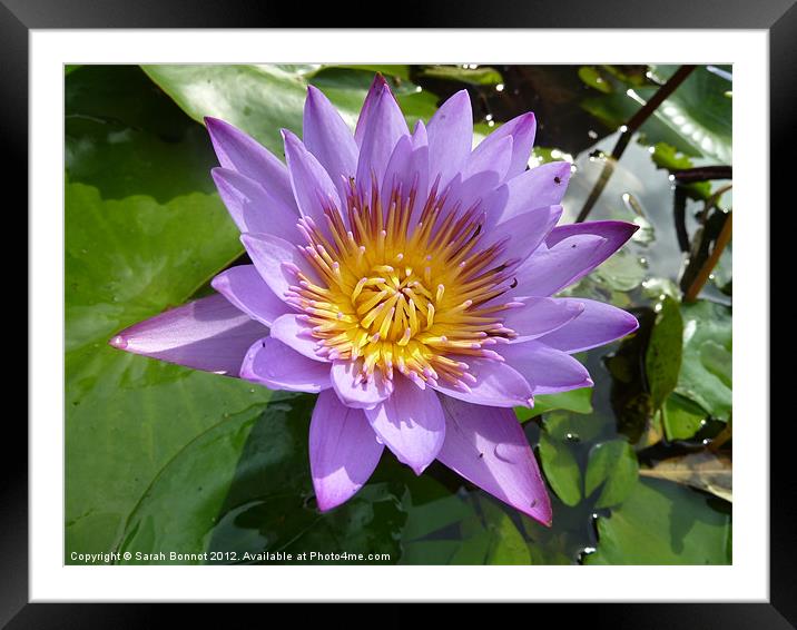 Purple Water Lily Framed Mounted Print by Sarah Bonnot