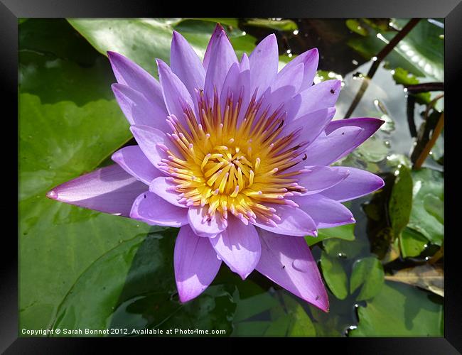 Purple Water Lily Framed Print by Sarah Bonnot