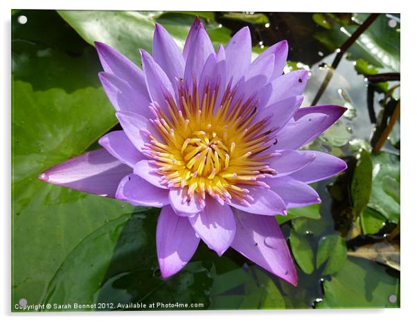 Purple Water Lily Acrylic by Sarah Bonnot