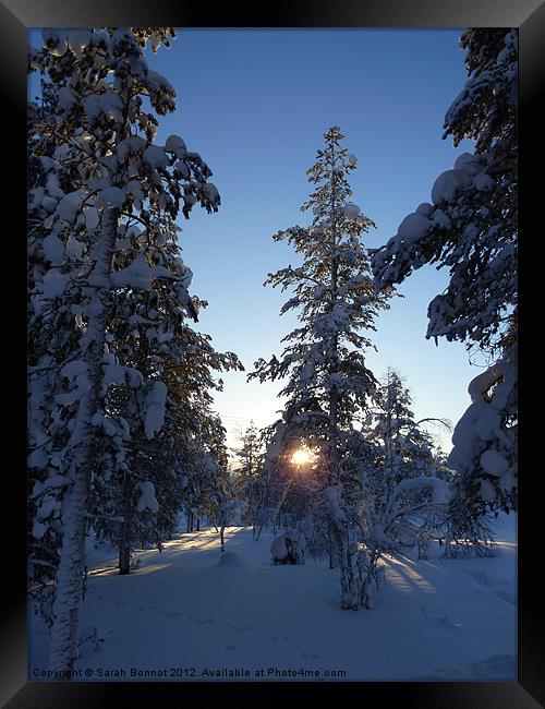 Winter sun in Lapland Framed Print by Sarah Bonnot