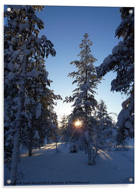 Winter sun in Lapland Acrylic by Sarah Bonnot