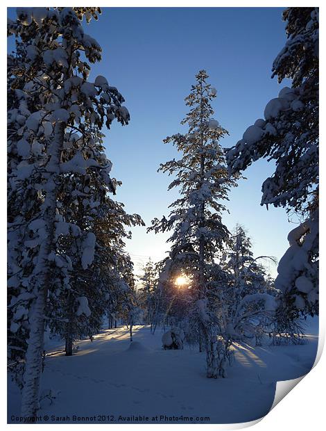 Winter sun in Lapland Print by Sarah Bonnot