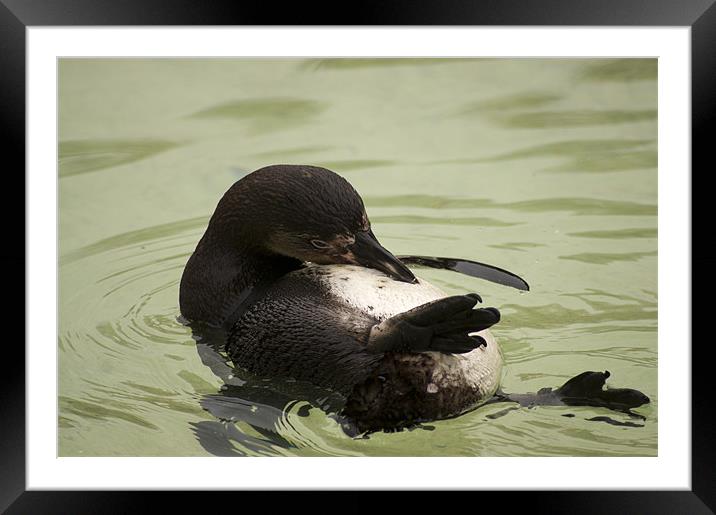 happy feet Framed Mounted Print by keith sutton