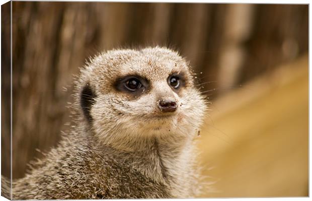 compare the meerkat Canvas Print by keith sutton