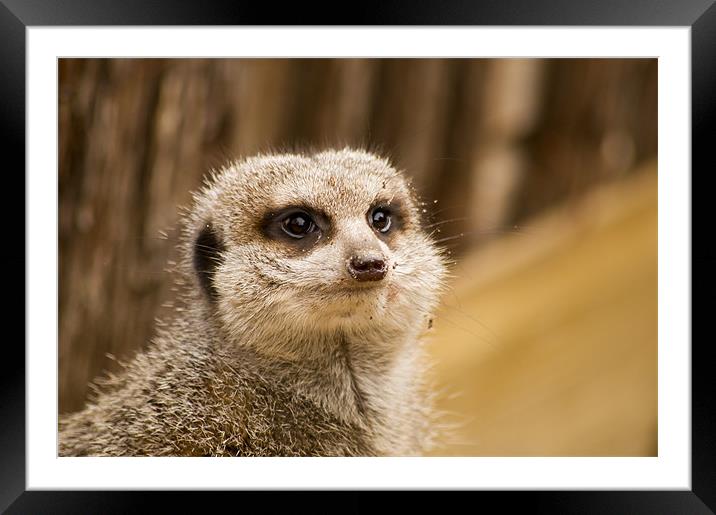 compare the meerkat Framed Mounted Print by keith sutton