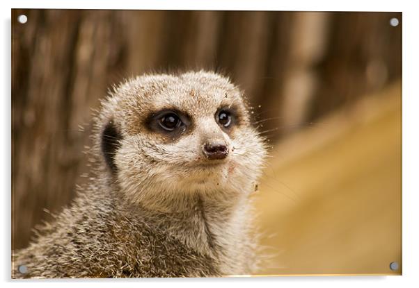compare the meerkat Acrylic by keith sutton