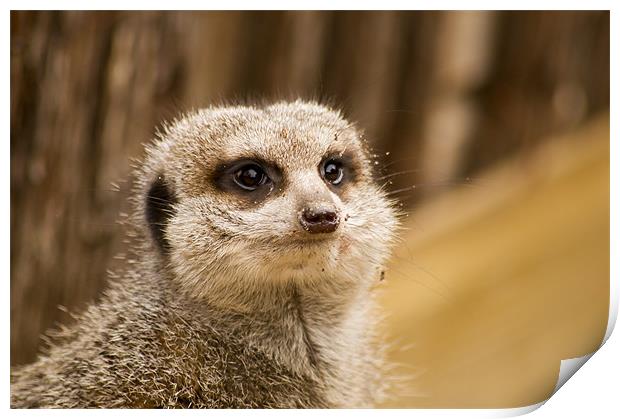 compare the meerkat Print by keith sutton