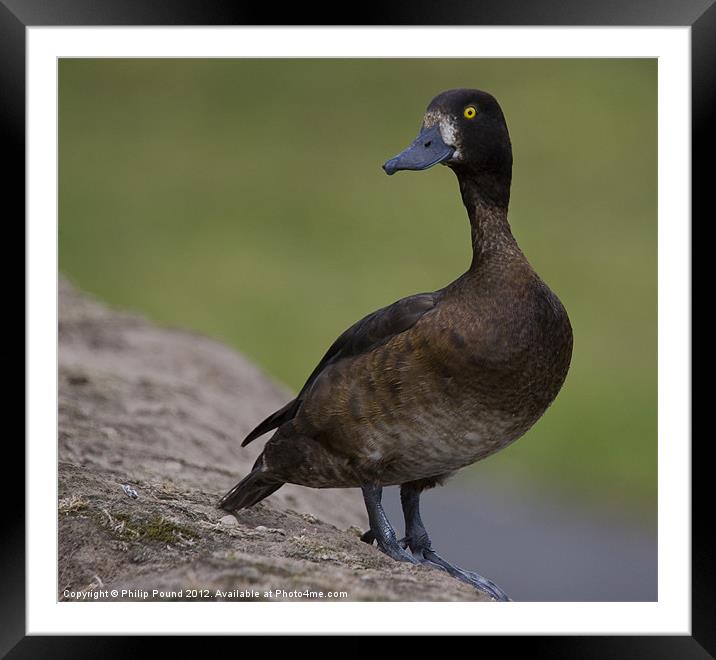 Duck On Sentry Duty Framed Mounted Print by Philip Pound