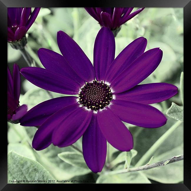 Senetti Deep Blue Framed Print by Hannah Morley