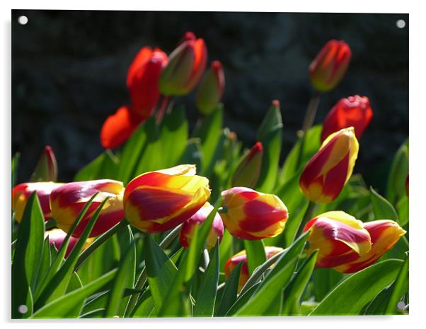 Spring Tulips Acrylic by Lynn hanlon