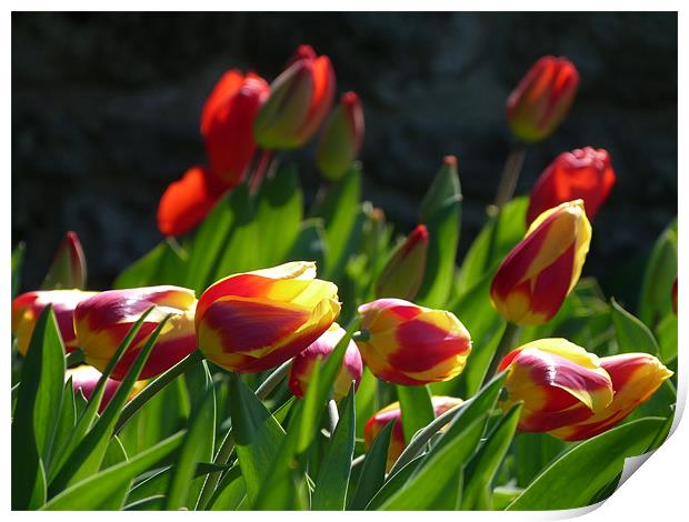 Spring Tulips Print by Lynn hanlon