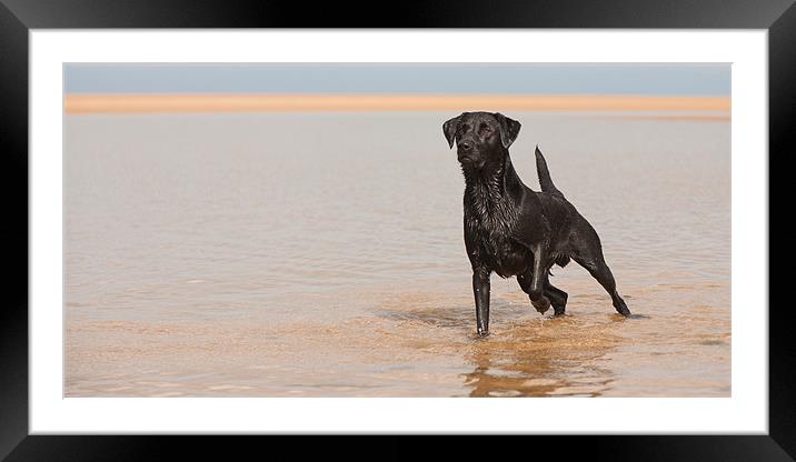 Alert - Black Labrador Framed Mounted Print by Simon Wrigglesworth