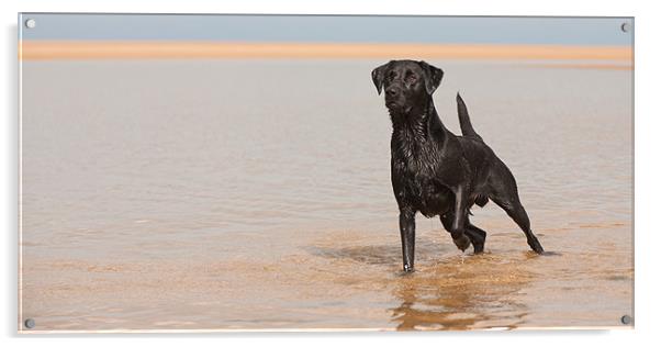 Alert - Black Labrador Acrylic by Simon Wrigglesworth