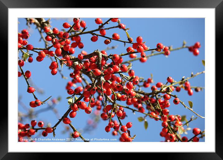 Red tree berries Framed Mounted Print by Charlotte Anderson