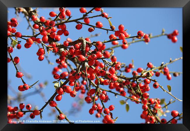 Red tree berries Framed Print by Charlotte Anderson