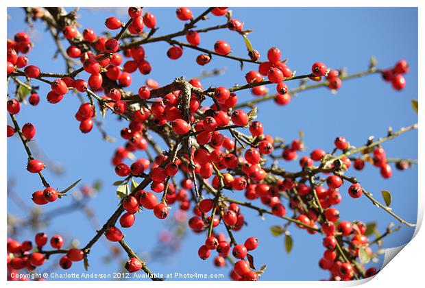 Red tree berries Print by Charlotte Anderson