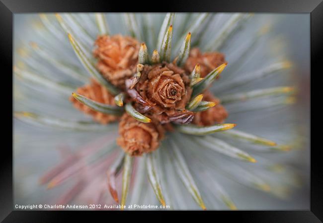 Christmasy pine needles Framed Print by Charlotte Anderson