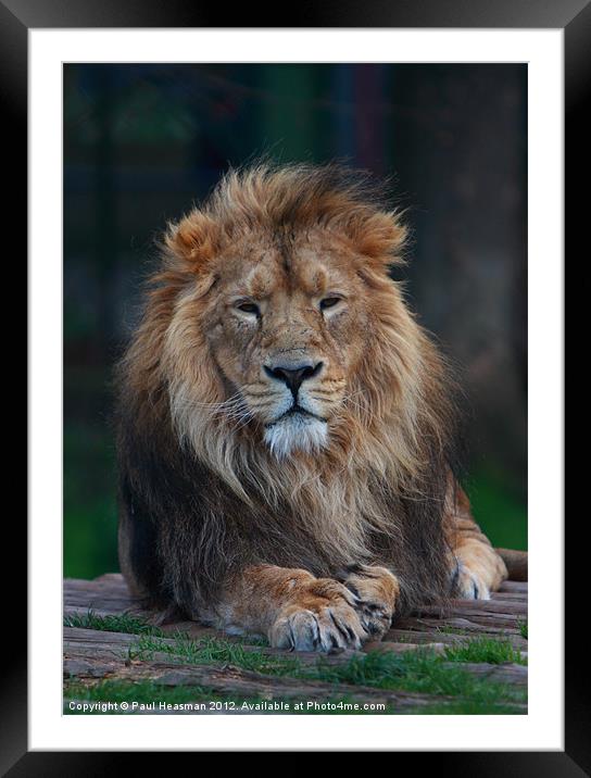 Lion Framed Mounted Print by P H