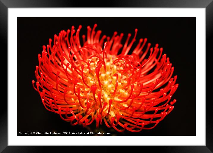 Red spikey pin cushion flower Framed Mounted Print by Charlotte Anderson