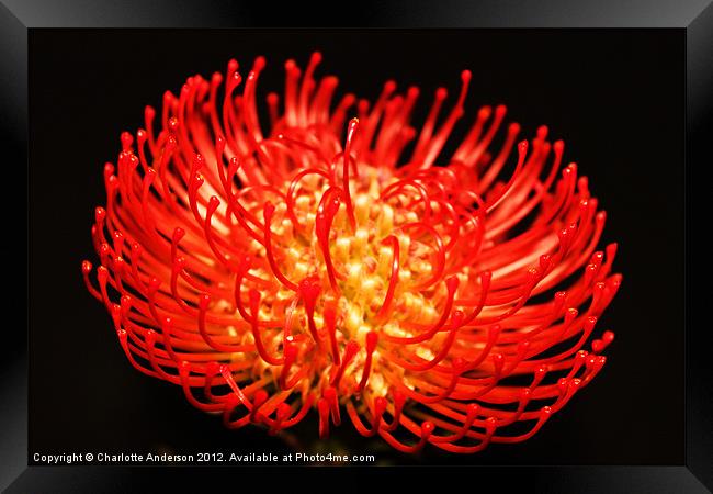 Red spikey pin cushion flower Framed Print by Charlotte Anderson