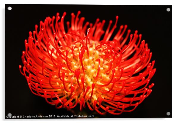 Red spikey pin cushion flower Acrylic by Charlotte Anderson