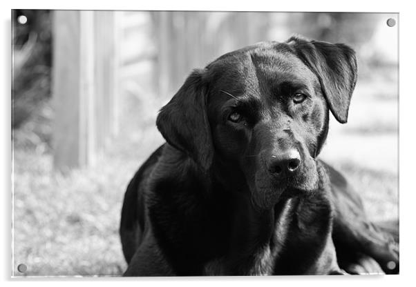 Watchful - Black Labrador Acrylic by Simon Wrigglesworth