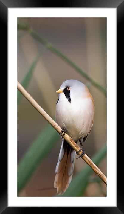 Bearded Tit Framed Mounted Print by Simon Wrigglesworth