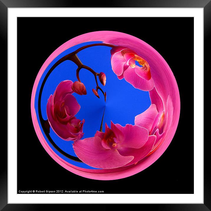 Spherical orchid on black Framed Mounted Print by Robert Gipson