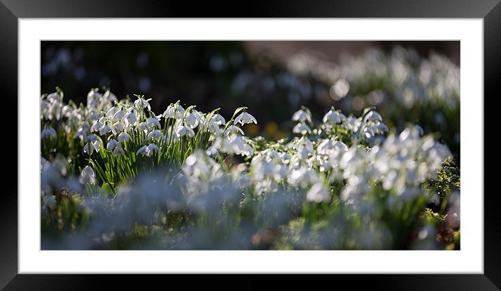 Snowdrops in sunshine Framed Mounted Print by Simon Wrigglesworth