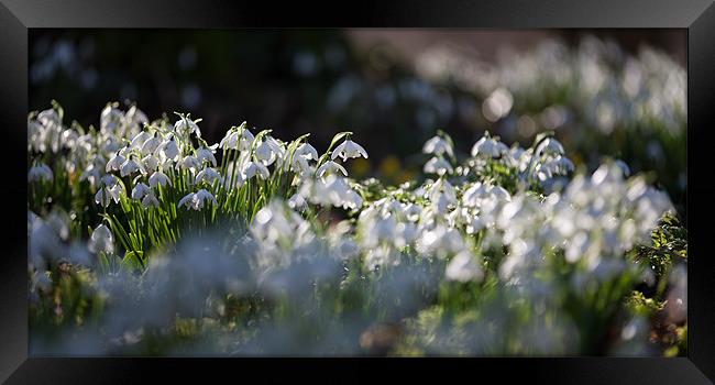 Snowdrops in sunshine Framed Print by Simon Wrigglesworth