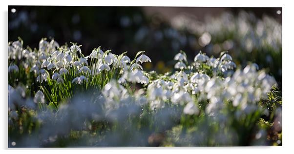 Snowdrops in sunshine Acrylic by Simon Wrigglesworth