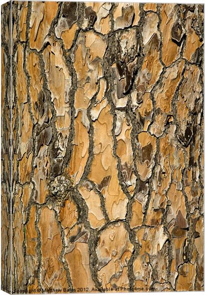 Pine Textures Canvas Print by Matthew Bates